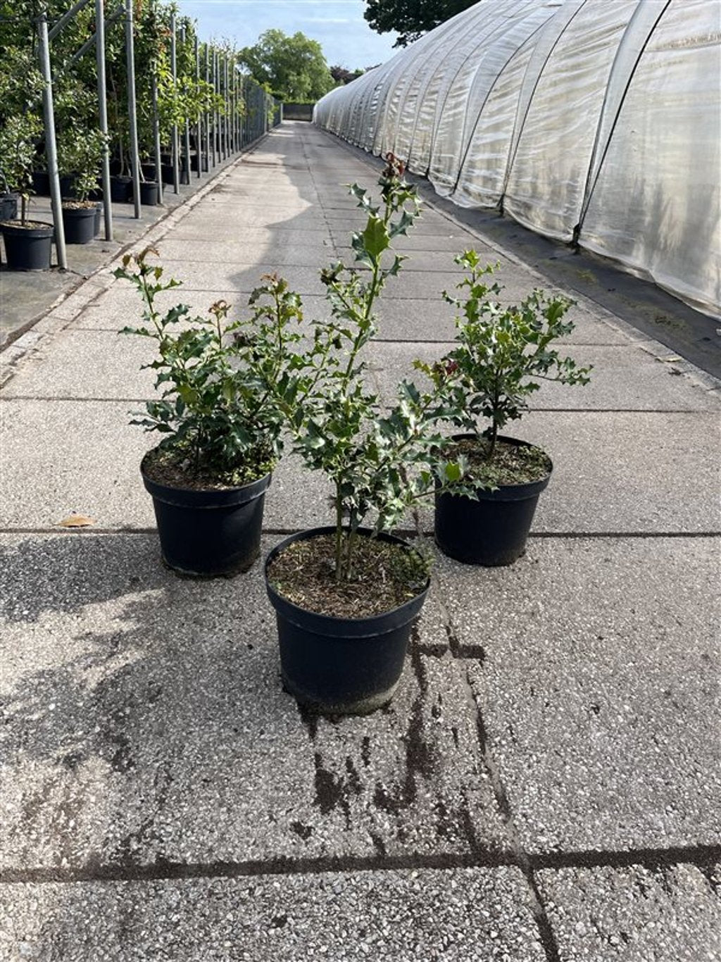 Ilex aquifolium - C7.5 40-60 CM